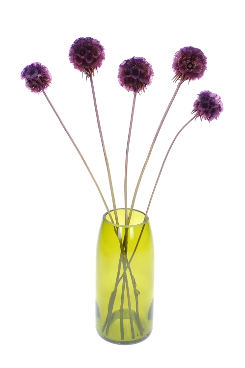 Dried purple Scabiosa stellata - bouquet 5 pcs