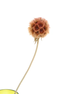 Suszona driakiew (Scabiosa stellata) brązowa - bukiet 5 szt.