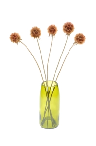 Dried brown Scabiosa stellata - bouquet 5 pcs