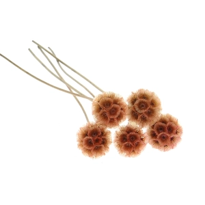 Dried brown Scabiosa stellata - bouquet 5 pcs