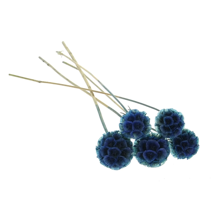 Dried blue Scabiosa stellata - bouquet 5 pcs