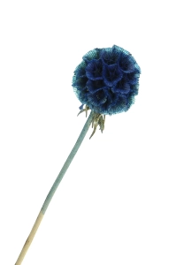 Dried blue Scabiosa stellata - bouquet 5 pcs