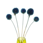 Dried blue Scabiosa stellata - bunch 5 stems