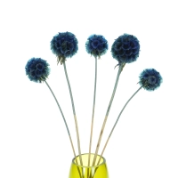 Dried blue Scabiosa stellata - bunch 5 stems