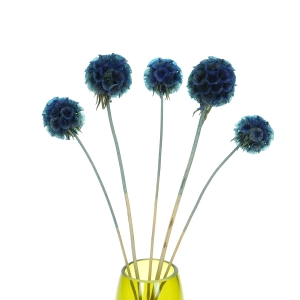 Dried blue Scabiosa stellata - bouquet 5 pcs