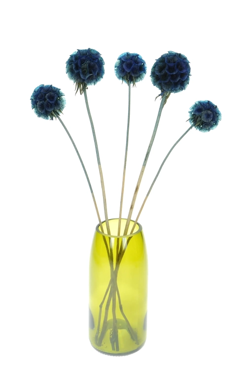 Dried blue Scabiosa stellata - bouquet 5 pcs