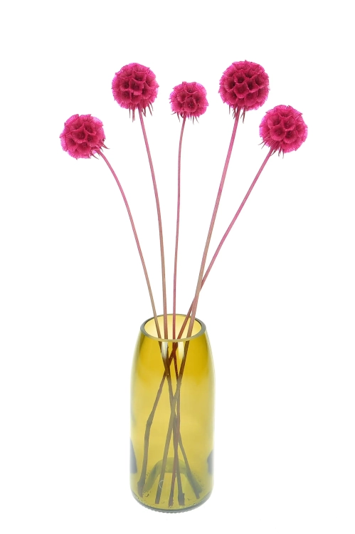 Dried fuchsia Scabiosa stellata - bouquet 5 pcs