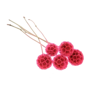 Dried fuchsia Scabiosa stellata - bouquet 5 pcs