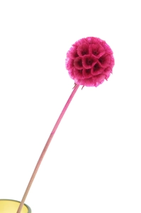 Dried fuchsia Scabiosa stellata - bouquet 5 pcs