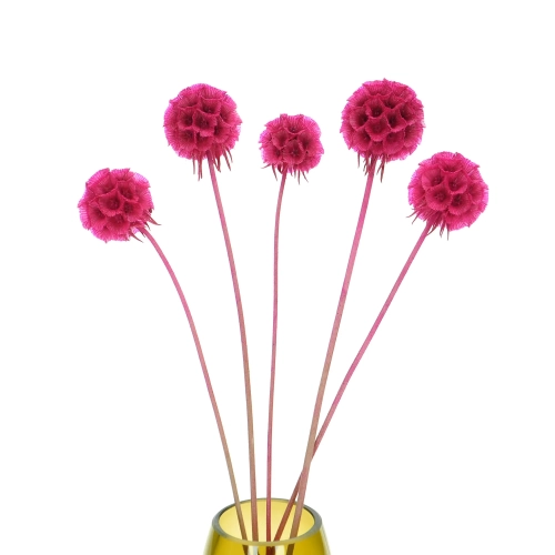 Dried fuchsia Scabiosa stellata - bouquet 5 pcs