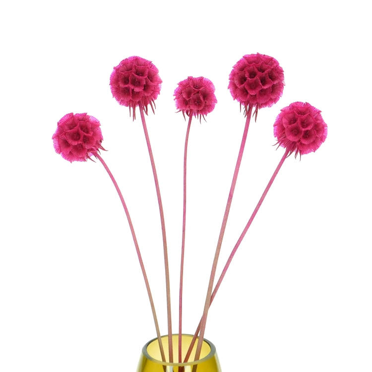 Dried fuchsia Scabiosa stellata - bouquet 5 pcs