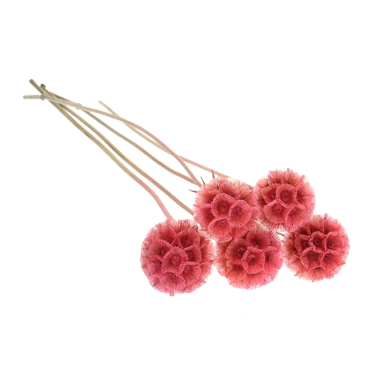 Scabiosa stellata, rosa - Strauß 5 Stk. - Trockenblumen