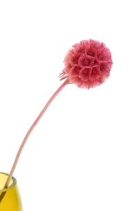 Dried pink Scabiosa stellata - bouquet 5 pcs