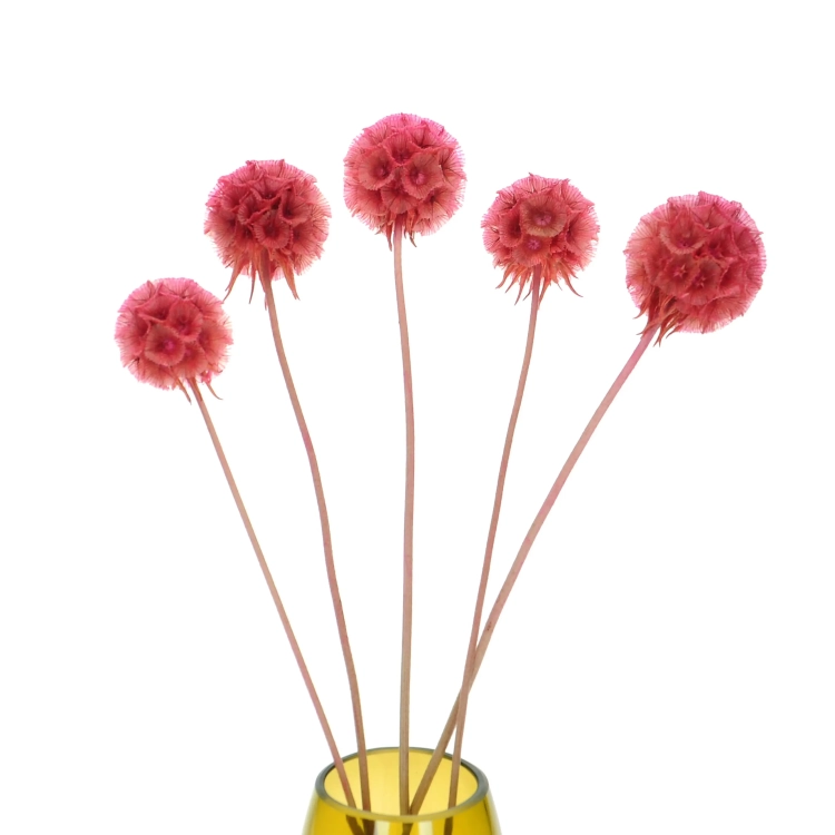 Dried pink Scabiosa stellata - bouquet 5 pcs