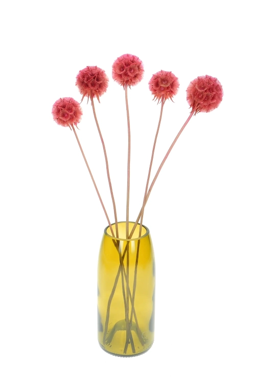 Dried pink Scabiosa stellata - bouquet 5 pcs