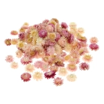 Dried pink Helichrysum - heads, flowers 50 g, ~70 pcs