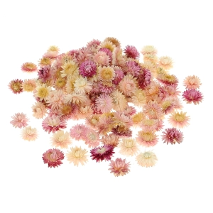 Dried pink Helichrysum - heads, flowers 50 g, ~70 pcs