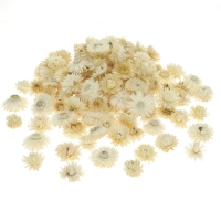 Dried white Helichrysum - heads, flowers 50 g, ~100 pcs