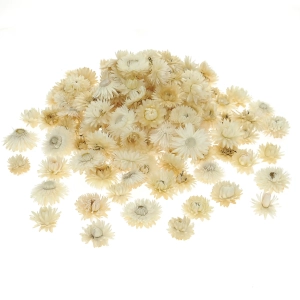 Dried white Helichrysum - heads, flowers 50 g, ~100 pcs