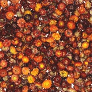 Dried burgundy Helichrysum - heads, flowers 50 g, ~70 pcs