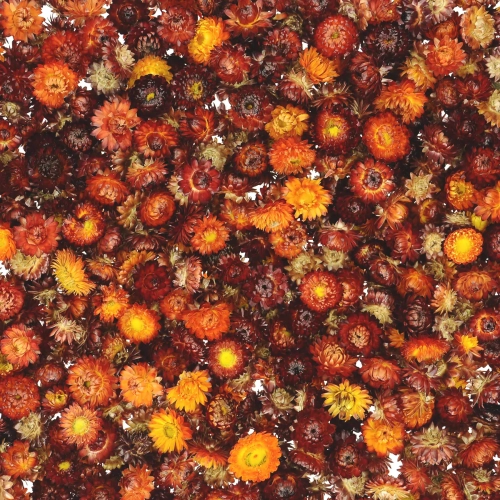 Dried burgundy Helichrysum - heads, flowers 50 g, ~70 pcs