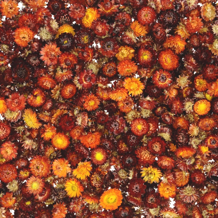 Dried burgundy Helichrysum - heads, flowers 50 g, ~70 pcs