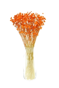 Dried orange Linum (Flax) - bunch - dried flowers