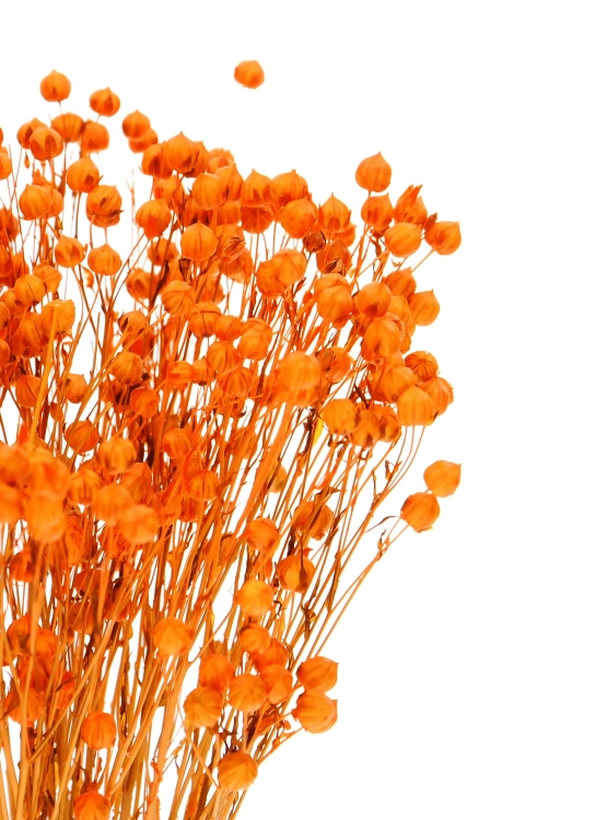 Dried orange Linum (Flax) - bunch - dried flowers