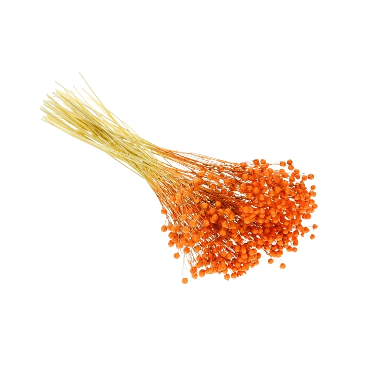 Dried orange Linum (Flax) - bunch - dried flowers