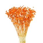 Flachs (Lein), orange - Strauß - Trockenblumen