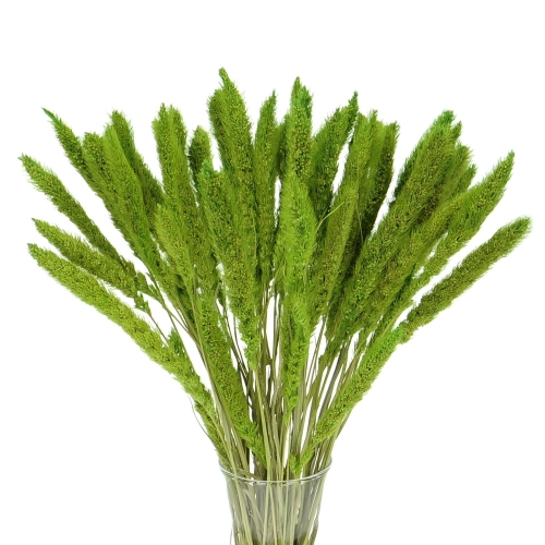 Setaria (Borstenhirse), grün - Strauß, ~30 Stück - Trockengräser