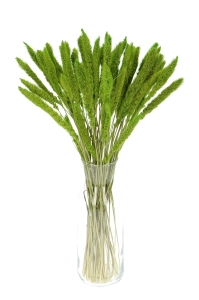 Setaria (Borstenhirse), grün - Strauß, ~30 Stück - Trockengräser