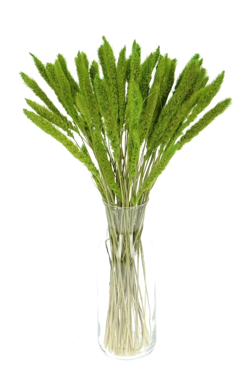 Setaria (Borstenhirse), grün - Strauß, ~30 Stück - Trockengräser