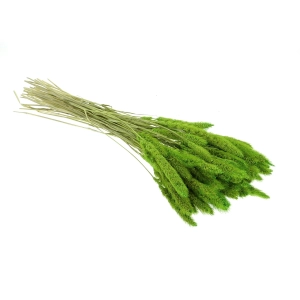 Setaria (Borstenhirse), grün - Strauß, ~30 Stück - Trockengräser