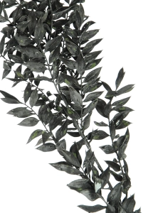 Ruscus (Mäusedorne) schwarz - 5 Zweigen
