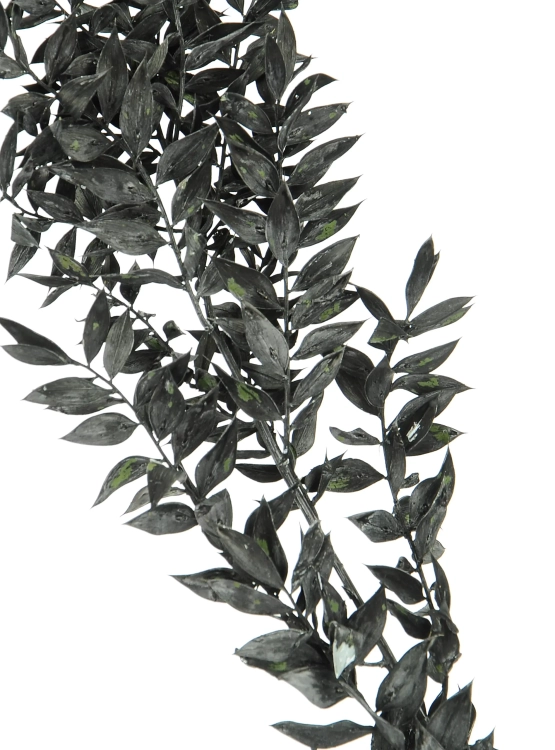Ruscus (Mäusedorne) schwarz - 5 Zweigen
