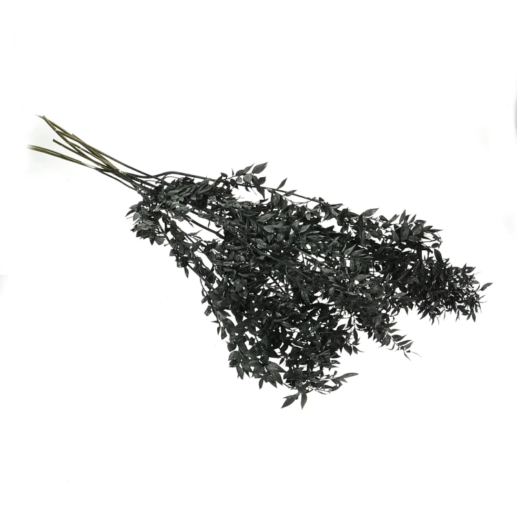 Ruscus (Mäusedorne) schwarz - 5 Zweigen