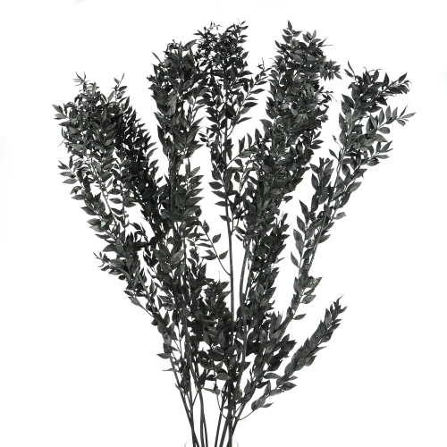 Ruscus (Mäusedorne) schwarz - 5 Zweigen