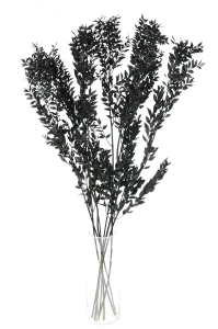 Ruscus (Mäusedorne) schwarz - 5 Zweigen