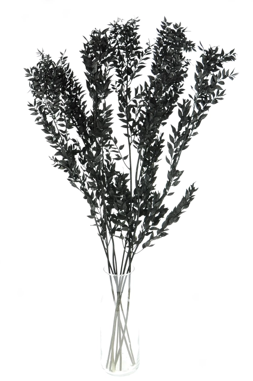 Ruscus (Mäusedorne) schwarz - 5 Zweigen