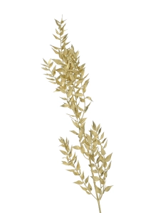 Dried golden Ruscus - bunch 5 stems