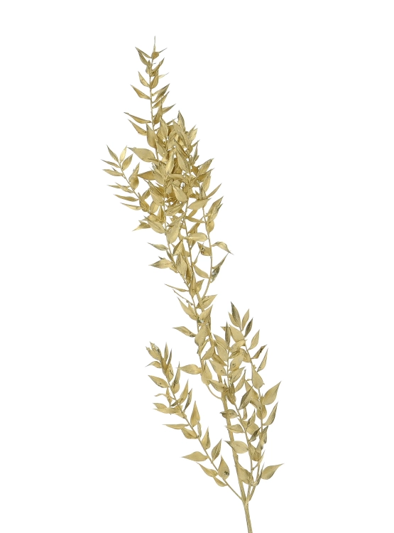 Dried golden Ruscus - bunch 5 stems