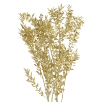 Dried golden Ruscus - bunch 5 stems 