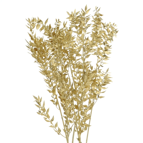 Dried golden Ruscus - bunch 5 stems