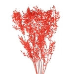 Ruscus (Mäusedorne), rot - Strauß, 5 Stk. - Trockenblätter 