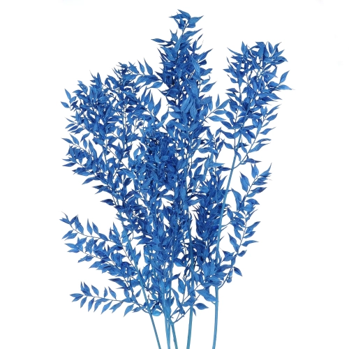 Suszony ruskus niebieski - bukiet 5 szt.