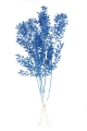 Suszony ruskus niebieski - bukiet 5 szt.