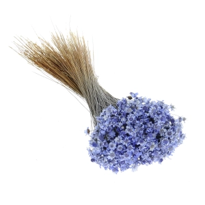 Getrocknete Glixia lavendel OUTLET