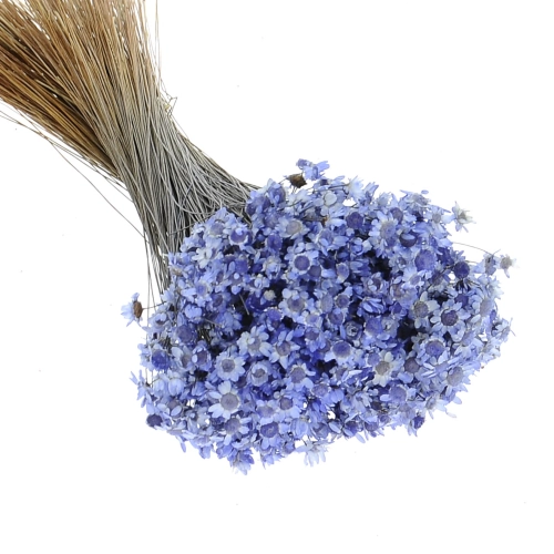 Getrocknete Glixia lavendel OUTLET