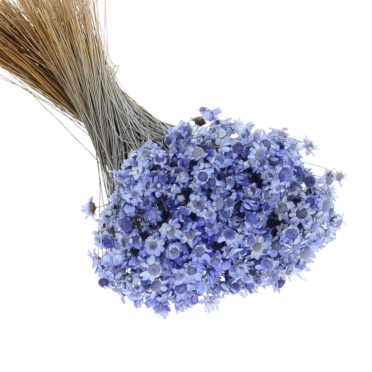 Getrocknete Glixia lavendel OUTLET